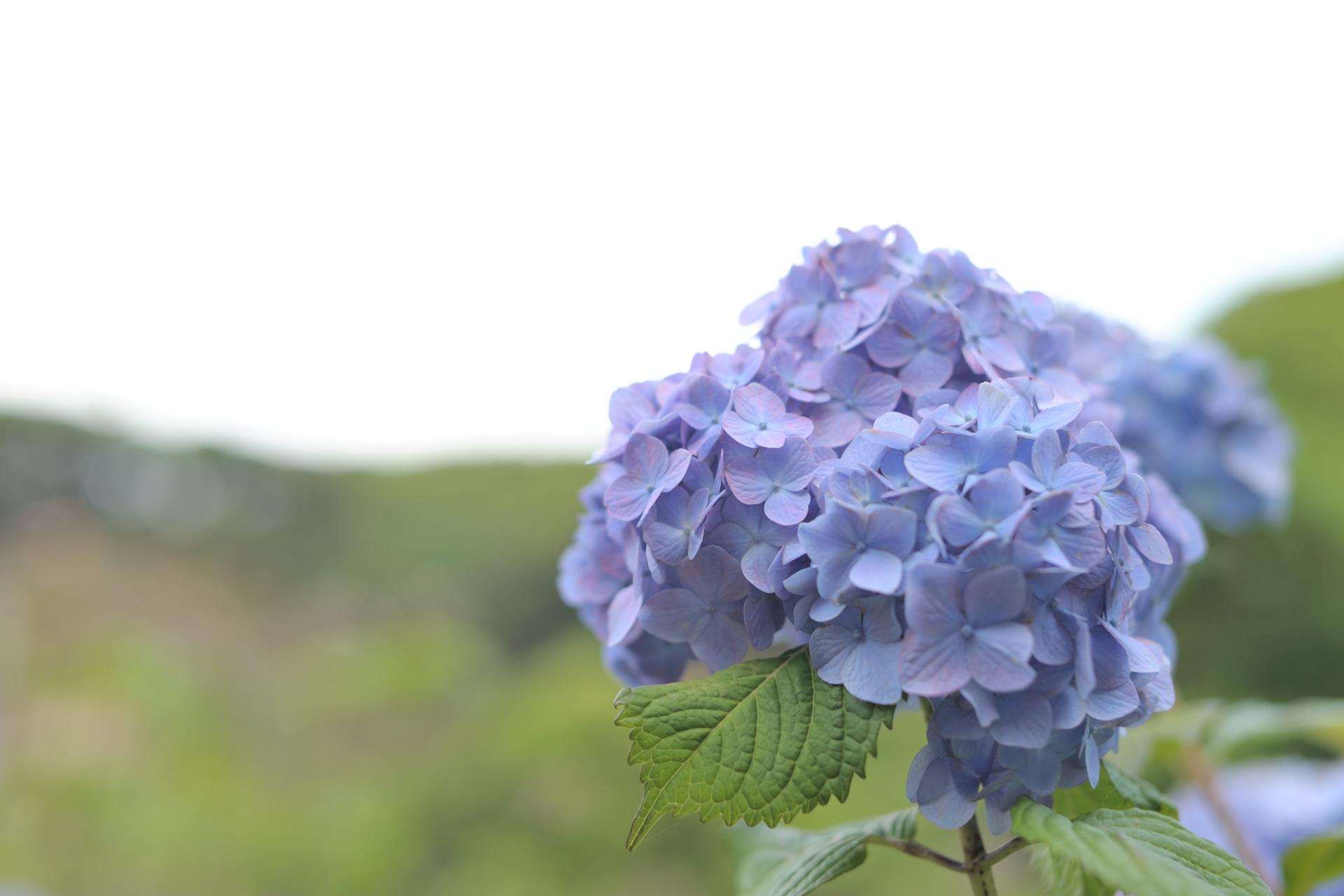 19x1280 梅雨 の あじさい が 美しい壁紙 紫陽花 壁紙 アジサイ が きれいな壁紙 400 紫陽花 Naver まとめ