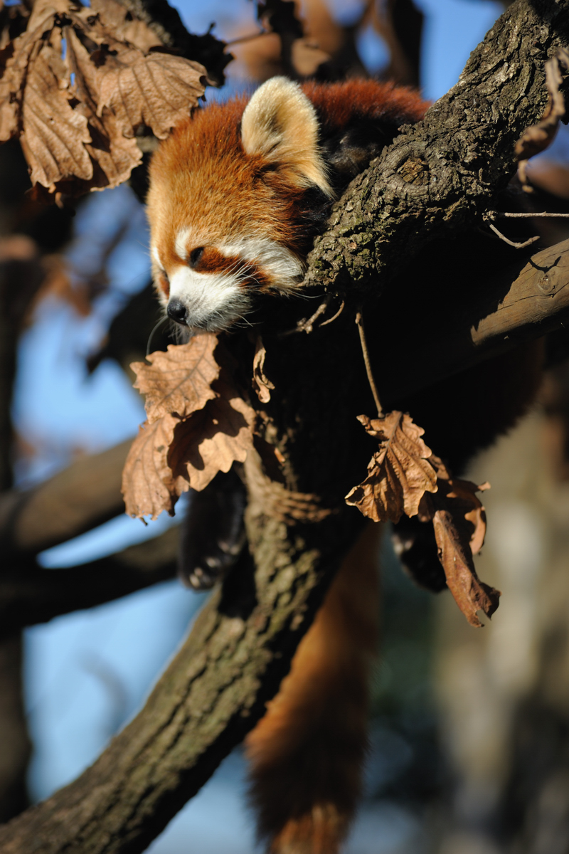 Firefoxがついに代の若者向けに